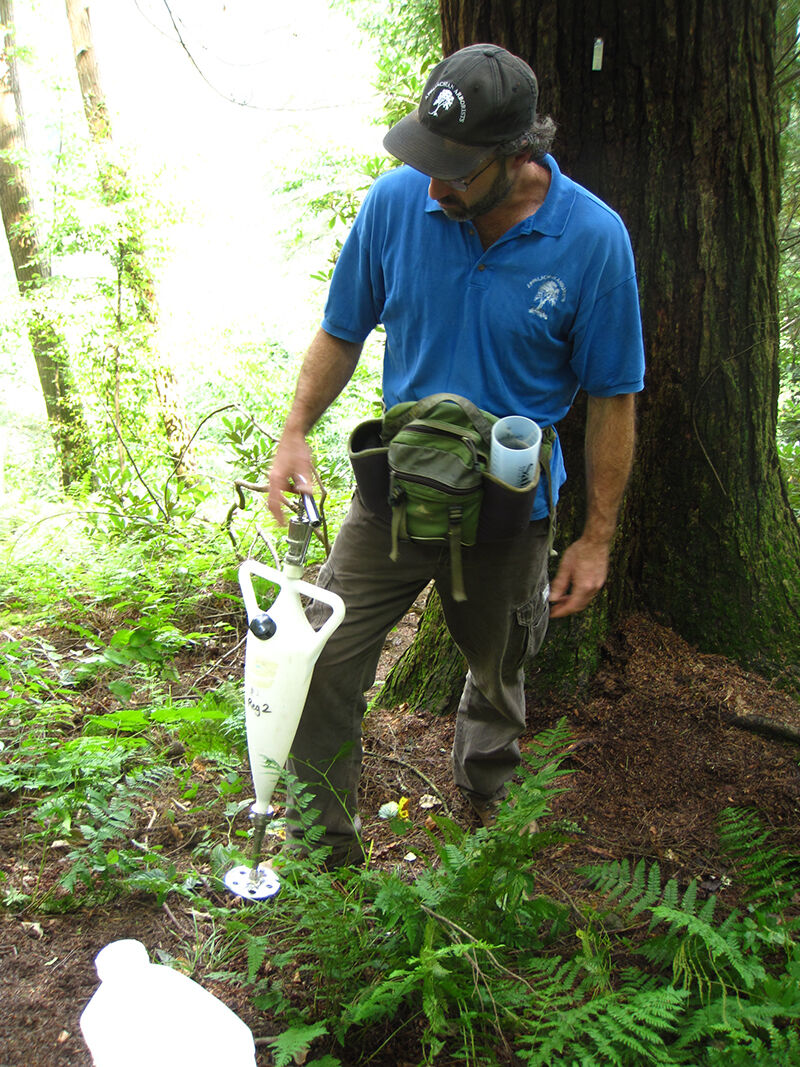 Insecticide injection for hemlocks